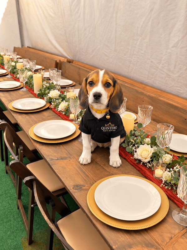 Quintero Party Rentals photo 4